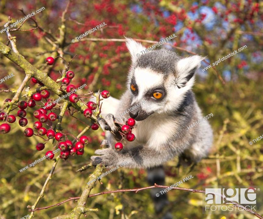 verdieping Uit delicatesse Ring tailed lemur eating berries, in captivity PR, Stock Photo, Picture And  Rights Managed Image. Pic. H44-10865579 | agefotostock