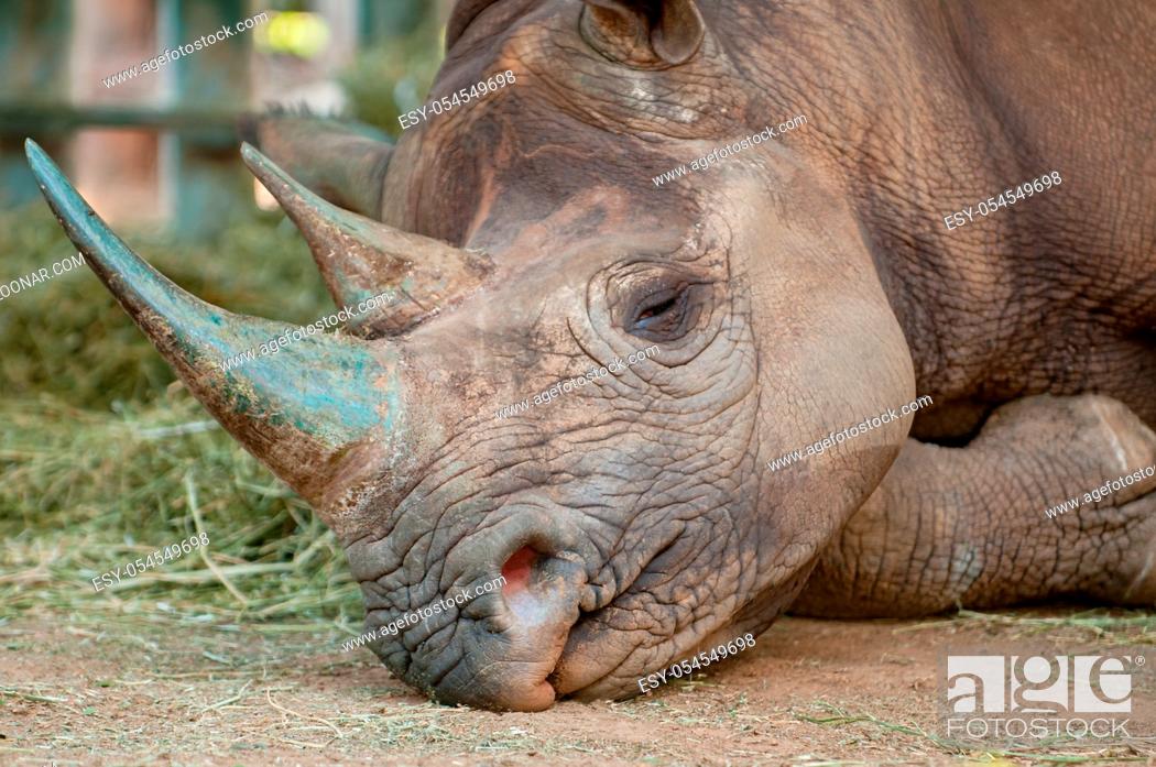 Imagen: Sleeping endangered black rhinoceros in South Africa.