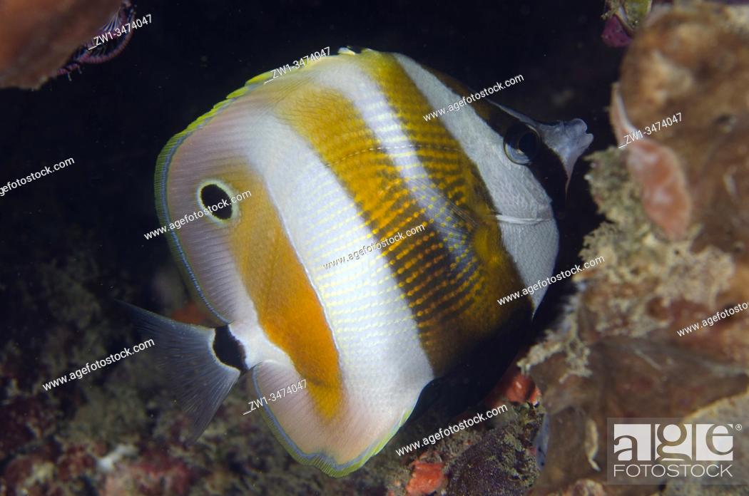 Stock Photo: Orange-banded Coralfish (Coradion chrysozonus, Chaetodontidae Family), Sampiri 3 dive site, Bangka Island, north Sulawesi, Indonesia, Pacific Ocean.
