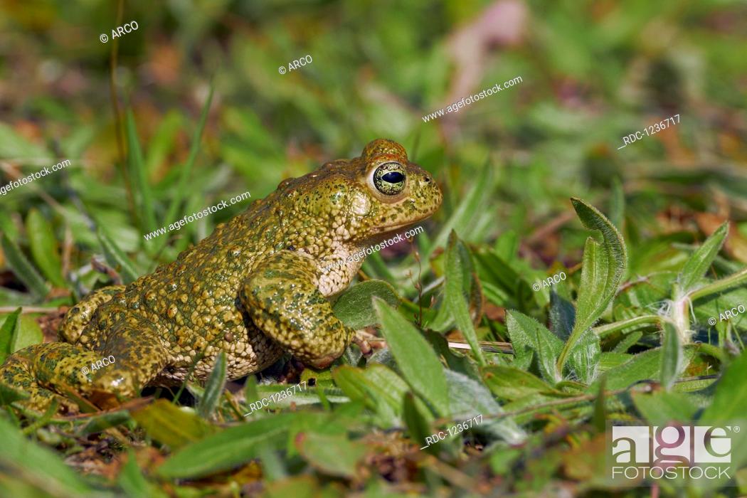 Stock Photo: Natterjack Toad, Bufo calamita, Benalmadena, Malaga, Andalusia, Spain.