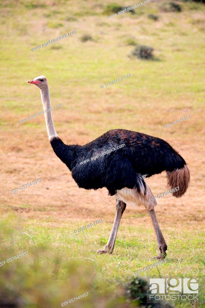 Stock Photo: blur in south africa  mlilwane wildlife nature reserve and wild ostrich.