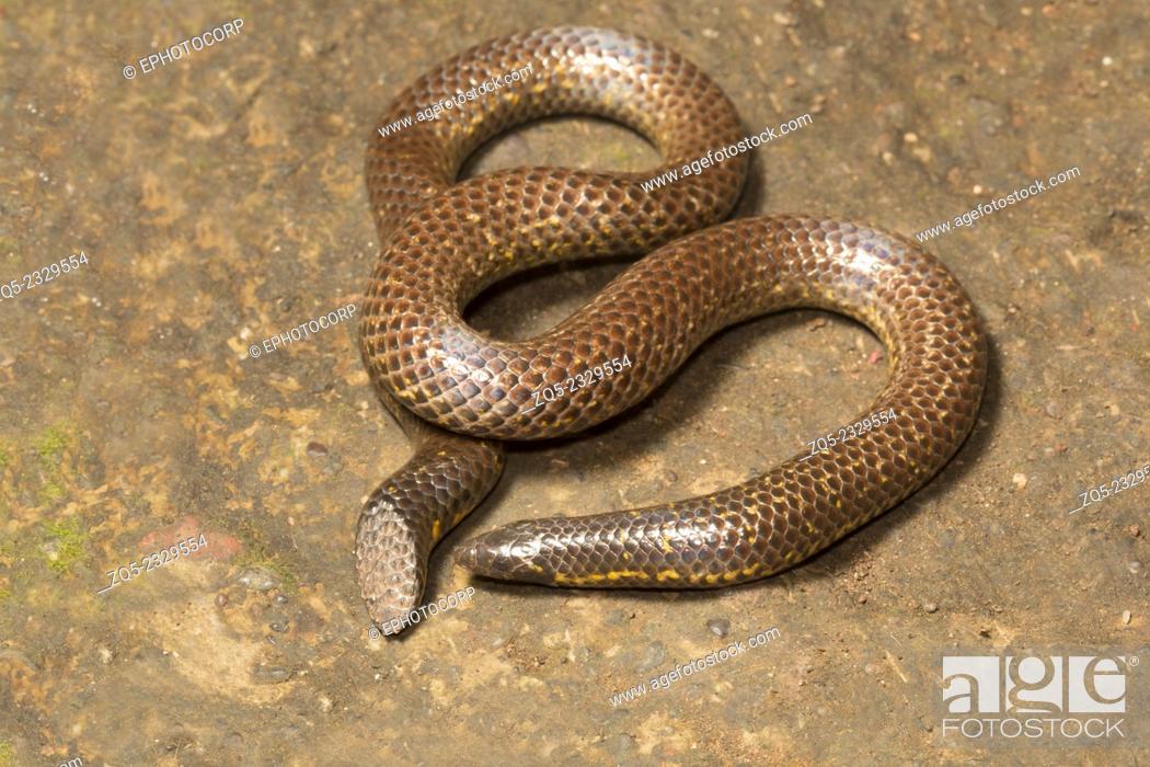 Stock Photo: Shieldtdail snake Uropeltis sp. Family: Uropeltidae, Satara, Maharashtra, India.