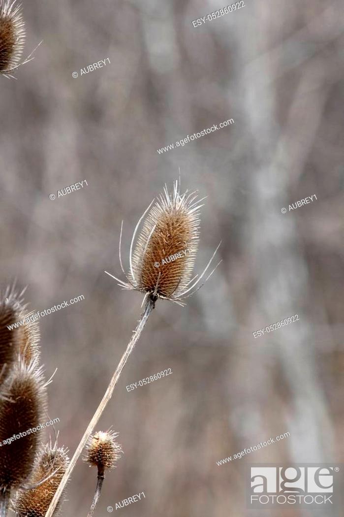 Stock Photo: Common Teasel (Dipsacus), in its winter state along a roadside ditch in SE Ontario.