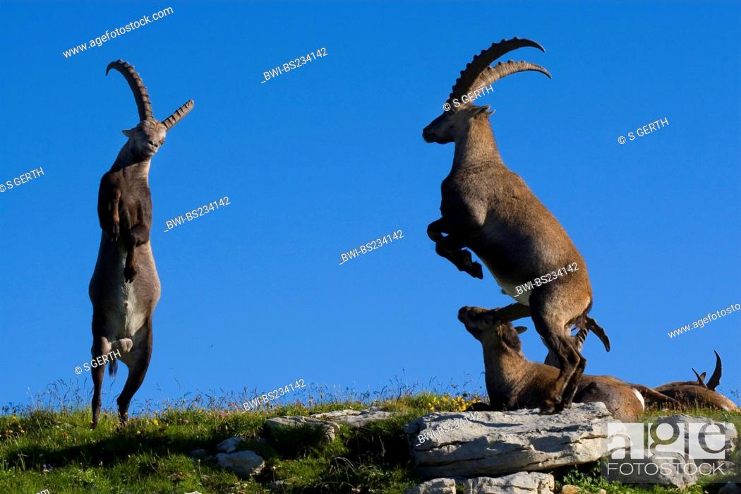 alpine ibex Capra ibex, some animals in a meadow between rocks at the edge  of a canyon, Stock Photo, Picture And Rights Managed Image. Pic.  BWI-BS234142 | agefotostock
