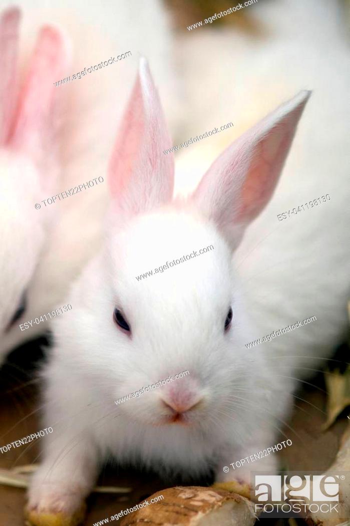 Stock Photo: White rabbit. Albino laboratory animal of the domestic rabbit (Oryctolagus cuniculus).