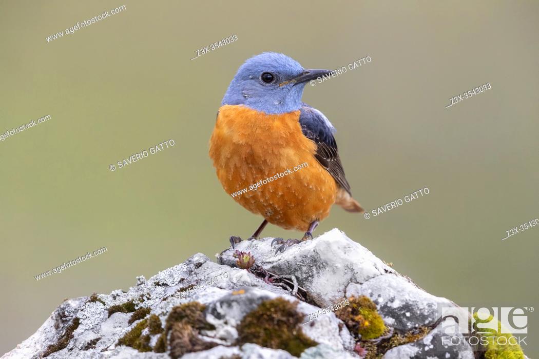 Stock Photo: Common Rock Thrush (Monticola saxatilis), front view of an adult male perched on a rock, Abruzzo, Italy.