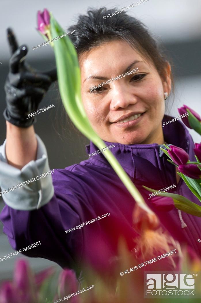 Stock Photo: Desirie, an employee at the flower company Tulpina, picks fresh tulips in Schoenebeck in Brandenburg, Germany, 17 January 2017.