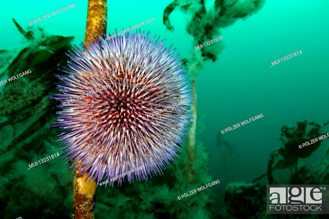 Stock Photo: Purple sea urchin (Sphaerechinus granularis) and kelp (Laminariales), Reykjavík, Faxafloi Bay, Gardur dive site, Iceland.