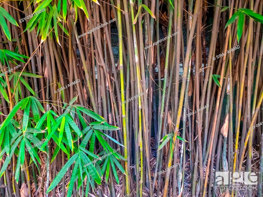Imagen: Thickets of green bamboo in the summer garden.