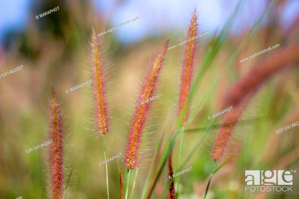 Stock Photo: The soft feathered grass has a scientific name, Pennisetum pedicellatum Trin.