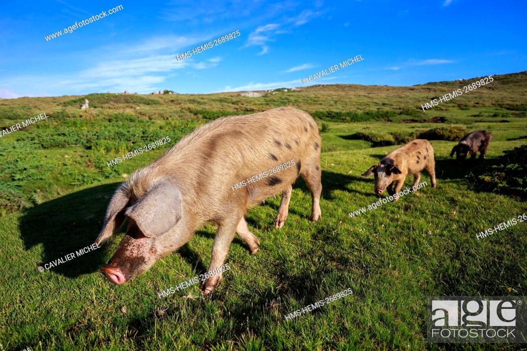Imagen: France, Corse du Sud, Serra di Scopamene, family of pigs Corsica or Porcu nustrale raised exclusively in outdoor Corsica to the semi wild state on the pozzines.