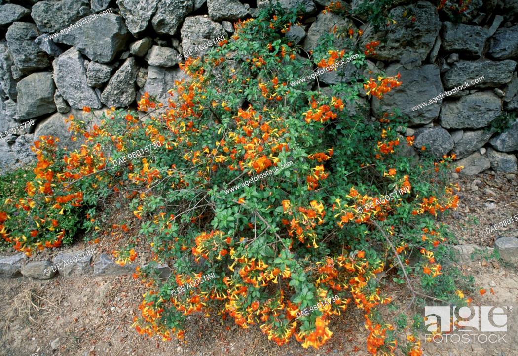 Marmalade Bush 200_Seeds Firebush Streptosolen jamesonii Orange Browallia