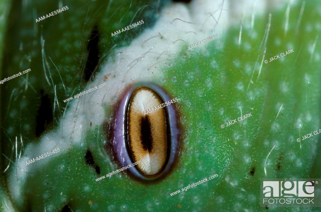 Stock Photo: Tobacco Hornworm (Manduca sexta) Spiracle magnified 6X.