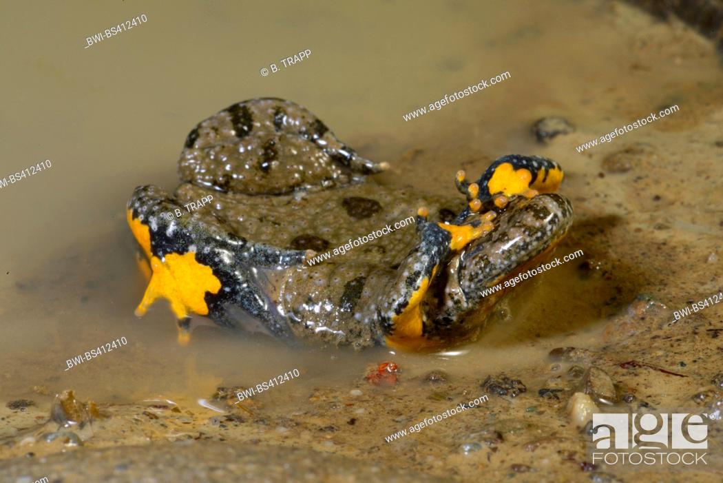 Stock Photo: yellow-bellied toad, yellowbelly toad, variegated fire-toad (Bombina variegata), defence posture of the yellow-bellied, unken reflex, Romania.