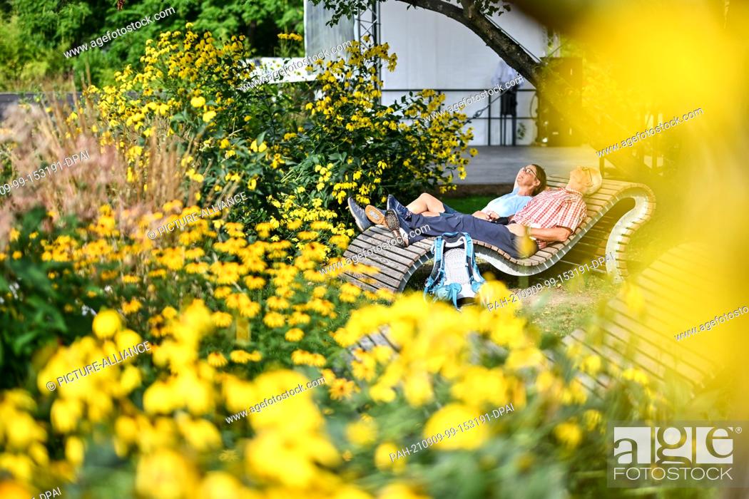 Stock Photo: 09 September 2021, Baden-Wuerttemberg, Ìberlingen Am Bodensee: Surrounded by yellow flowering bushes and shrubs, two visitors lie relaxed on wooden loungers in.