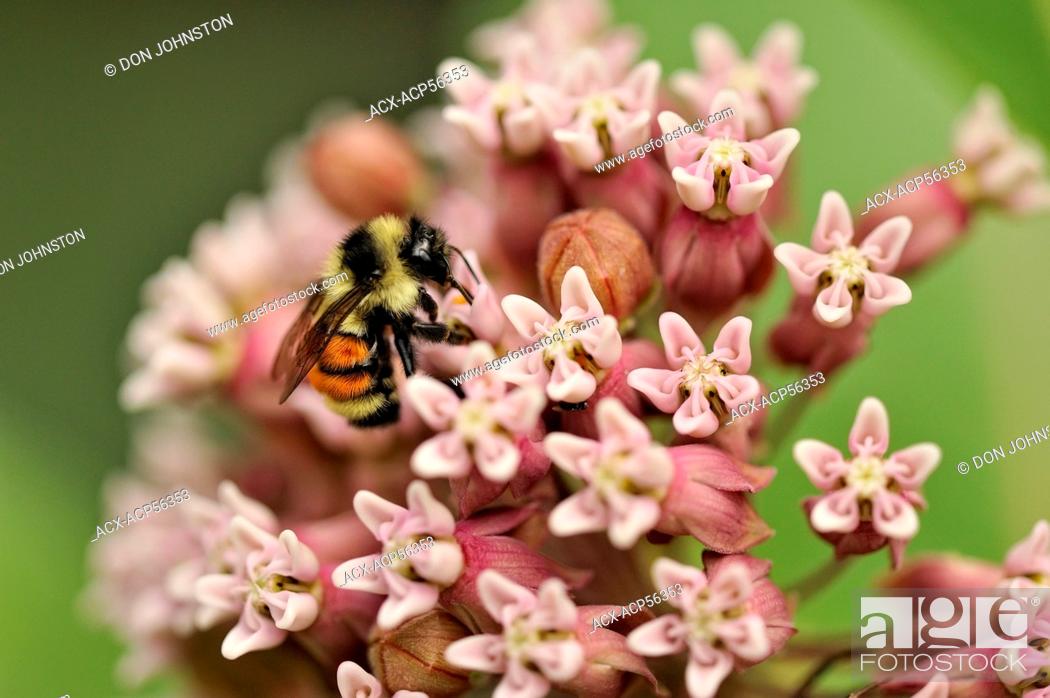 Imagen: Bumblebee Bombus sp. nectaring on common milkweed Asclepias syriaca, Greater Sudbury Lively, Ontario, Canada.