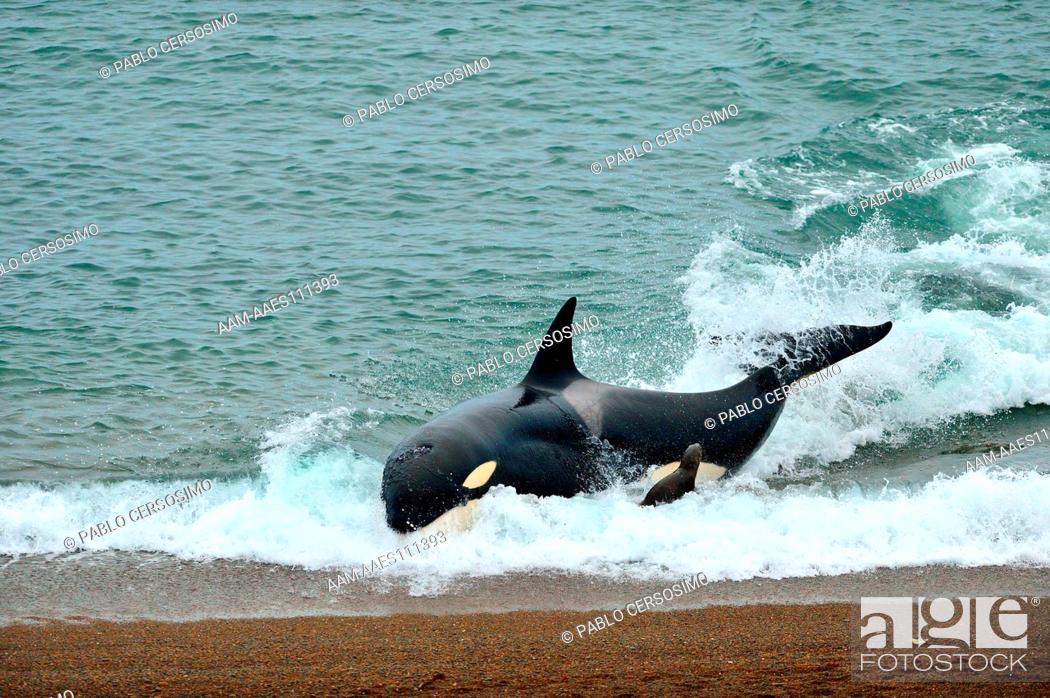 Stock Photo: Orca or Killer Whale, Orcinus Orca, attacking South American Sea Lion, Peninsula Valdes, Patagonia, Argentina, South Atlantic.