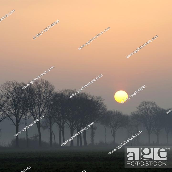 Photo de stock: Atmospheric Sunrise above a small rural avenue on a hazy morning somewhere in Germany.