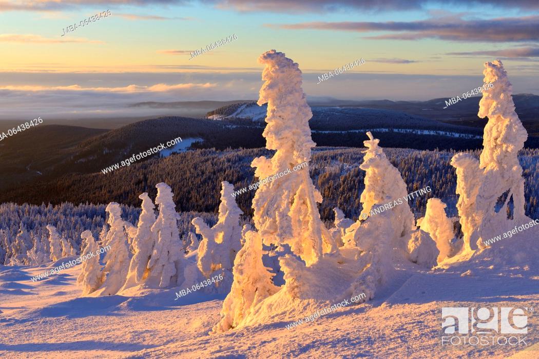 Stock Photo: Germany, Saxony-Anhalt, Harz National Park, view from the lump over woods in winter, deeply snow-covered spruces, morning light.