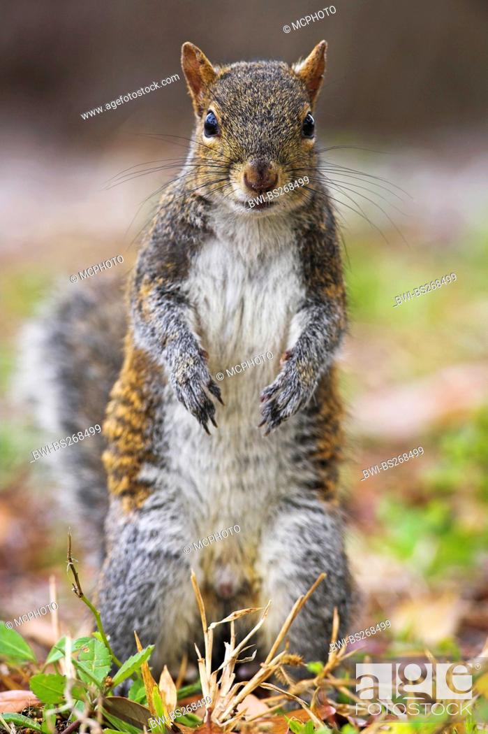 Imagen: eastern gray squirrel, grey squirrel Sciurus carolinensis, standing erect, USA, Florida, De Soto Park, Saint Petersburg.