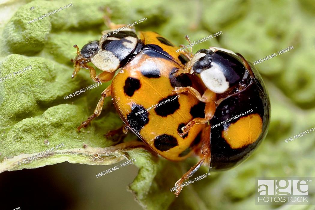 Stock Photo: France, Coleoptera, Coccinellidae, Harlequin ladybird, Multicolored Asian lady beetle or Halloween lady beetle (Harmonia axyridis), mating.