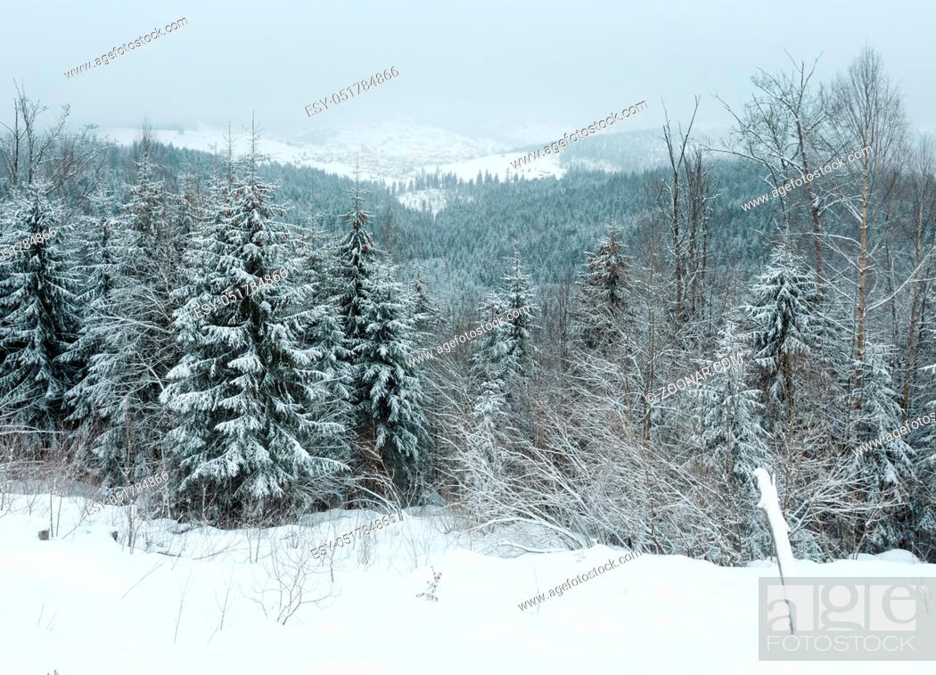 Photo de stock: Early morning winter mountain landscape with frosting fir trees and ski sport Bukovel resort-village in far (Carpathian Mountains, Ukraine).