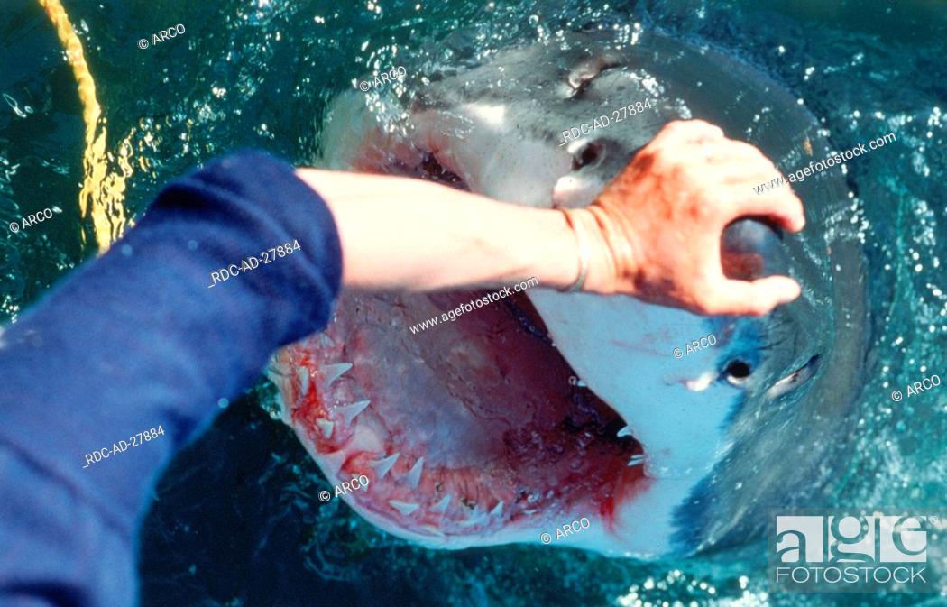 Stock Photo: Hand touching nose of Great White Shark, Dyer Island, South-Africa, Carcharodon carcharias.