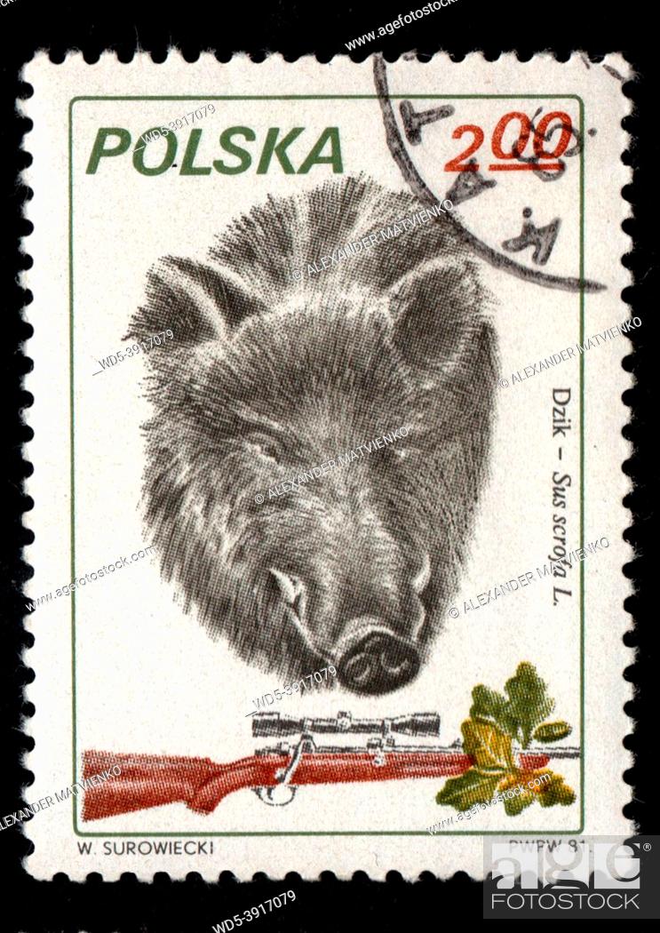 Stock Photo: Poland - CIRCA 1984: Stamp printed in Poland showing wild boar. Postal stamp about wild boar. Wild sow imaged on postal stamp.