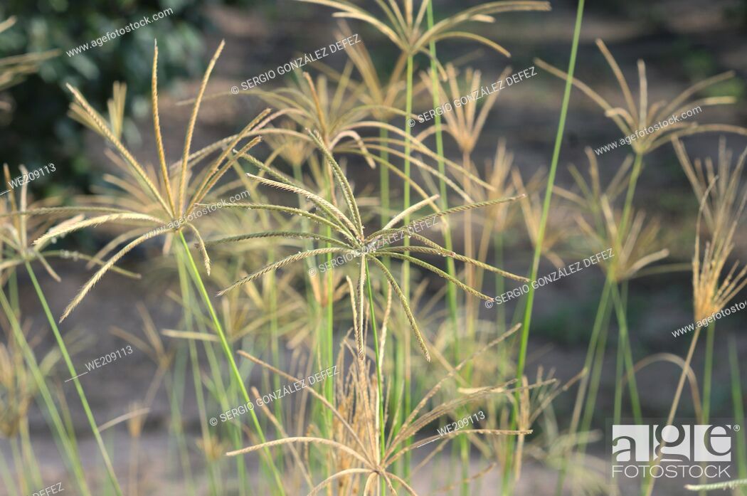 Stock Photo: Lovely grasses with field for agriculture background.