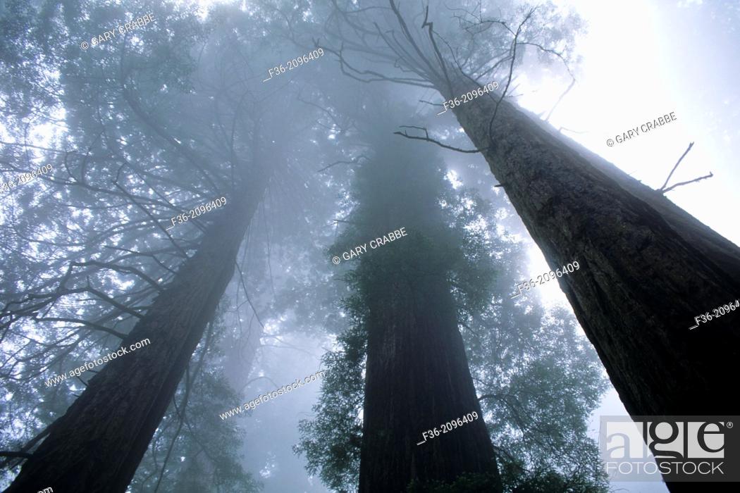 Stock Photo: Looking up at coastal redwood trees in fog, Redwood National Park, California.