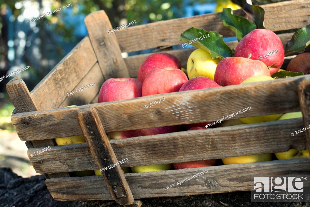 Stock Photo: Apples in an old wooden crate on tree.