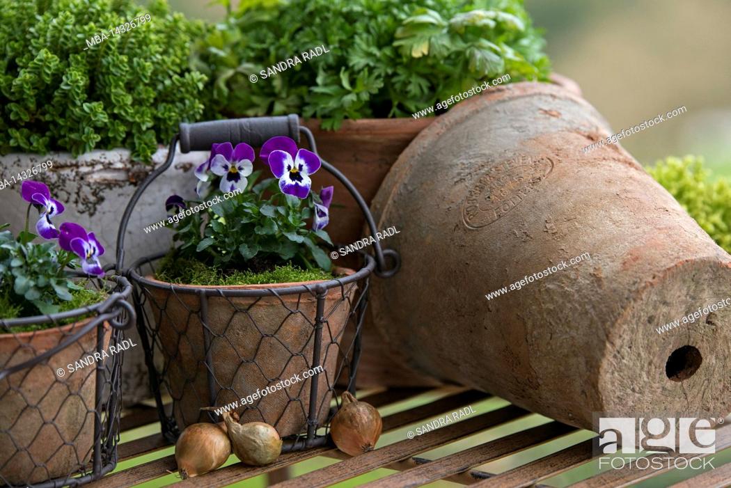 Stock Photo: Pots with horned violets (Viola cornuta) and herbs stand on a table.