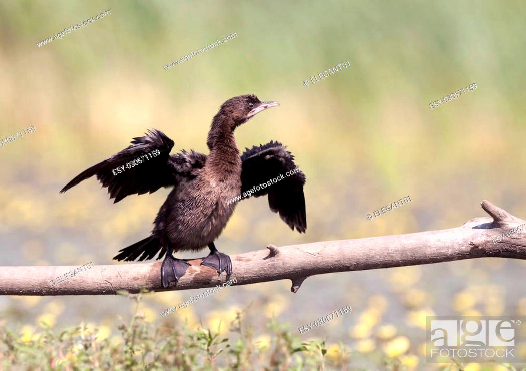 Stock Photo: Cormorant (Phalacrocorax pygmeus) with its wings spread.