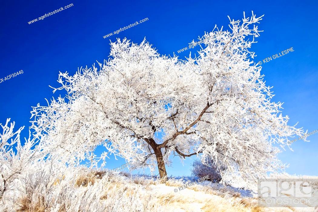 Stock Photo: Hoar frost covered tree on a clear winter day. Westview Park, Winnipeg, Manitoba, Canada.