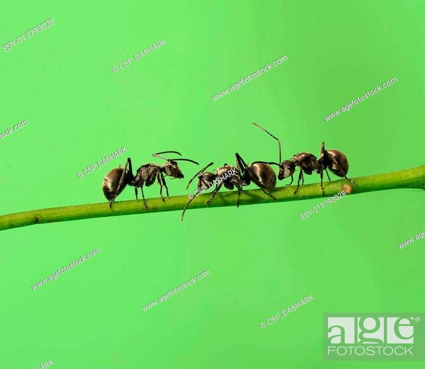 Stock Photo: ant on a green grass.