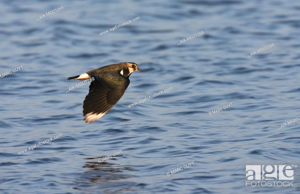 Stock Photo: Adult Northern Lapwing (Vanellus vanellus) in winter plumage in flight at Starrevaart, Netherlands. Showing upperwing.