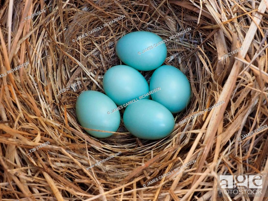 Bird Nest with Blue Assorted Eggs