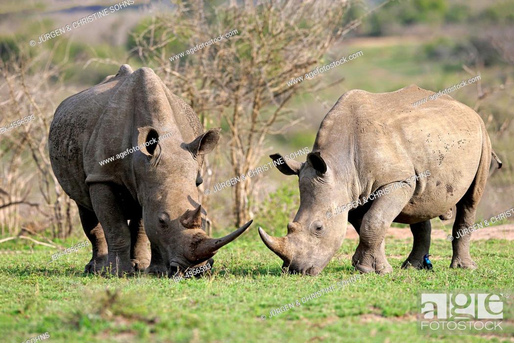 Stock Photo: White rhinoceroses (Ceratotherium simum), dam with young animal, feeding, foraging, Hluhluwe-iMfolozi National Park, KwaZulu Natal, South Africa.