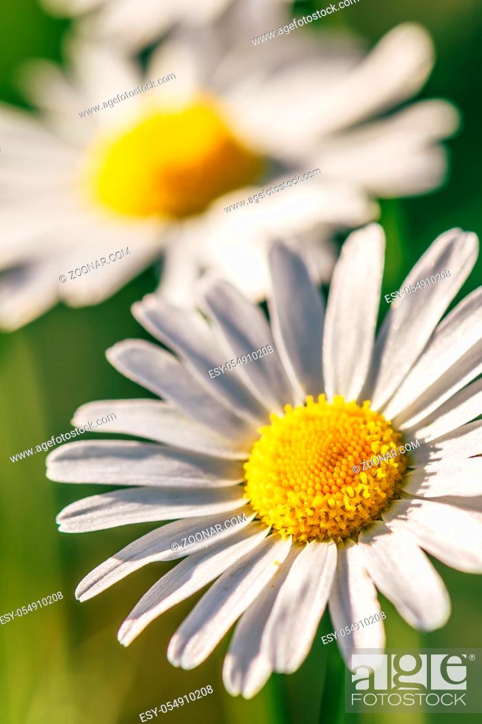 Stock Photo: Meadow Daisy Flower at Sunny Day on Blurred Background.