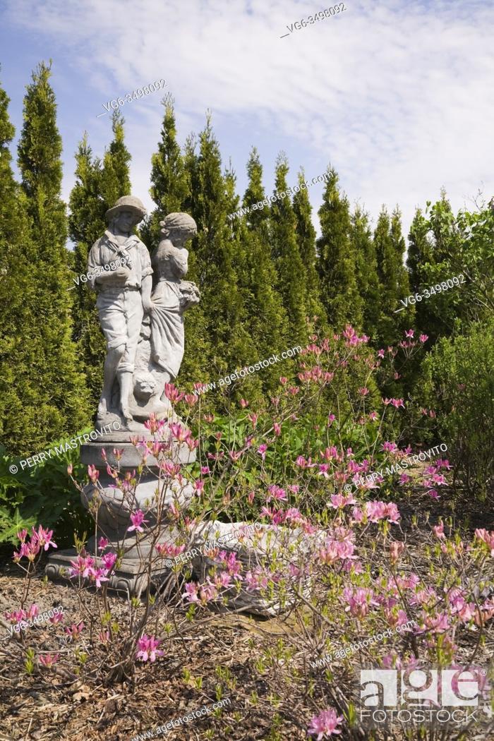 Stock Photo: Concrete statue of a young boy and girl, Azalea - Rhododendron 'Northern Lights' bordered by a row of Thuja occidentalis 'Smaragd' - Cedar trees in backyard.