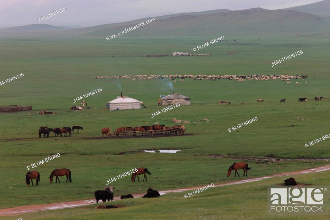 Stock Photo: Mongolian Yurt camp, Ger, Mongolia, steppe, nomads, nomad-camp, herds, flocks, drove flocks. sheep, goat, animals, livestock, pasturage.
