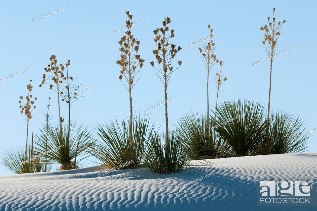 Stock Photo: White Sands National Monument, near Alamagordo, New Mexico, United States consist of white gypsum or selenite sand dunes and forms part of the 270 square mile.