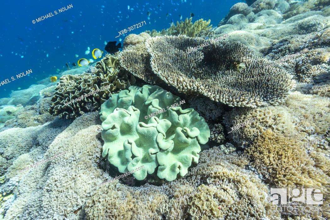 Imagen: A profusion of hard and soft corals on Sebayur Island, Komodo National Park, Flores Sea, Indonesia.