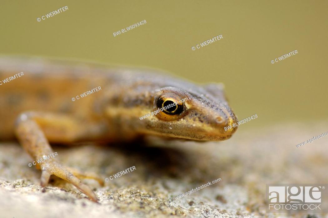 Stock Photo: smooth newt Triturus vulgaris, male, portrait, Germany, North Rhine-Westphalia.