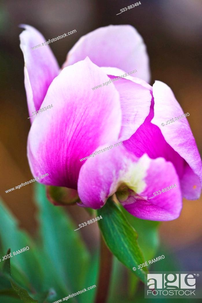 Stock Photo: Rosa de San Jorge (paeonia broteri).