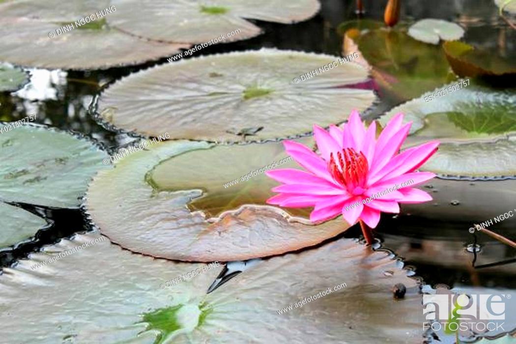 Imagen: Pink lotus blossoms.