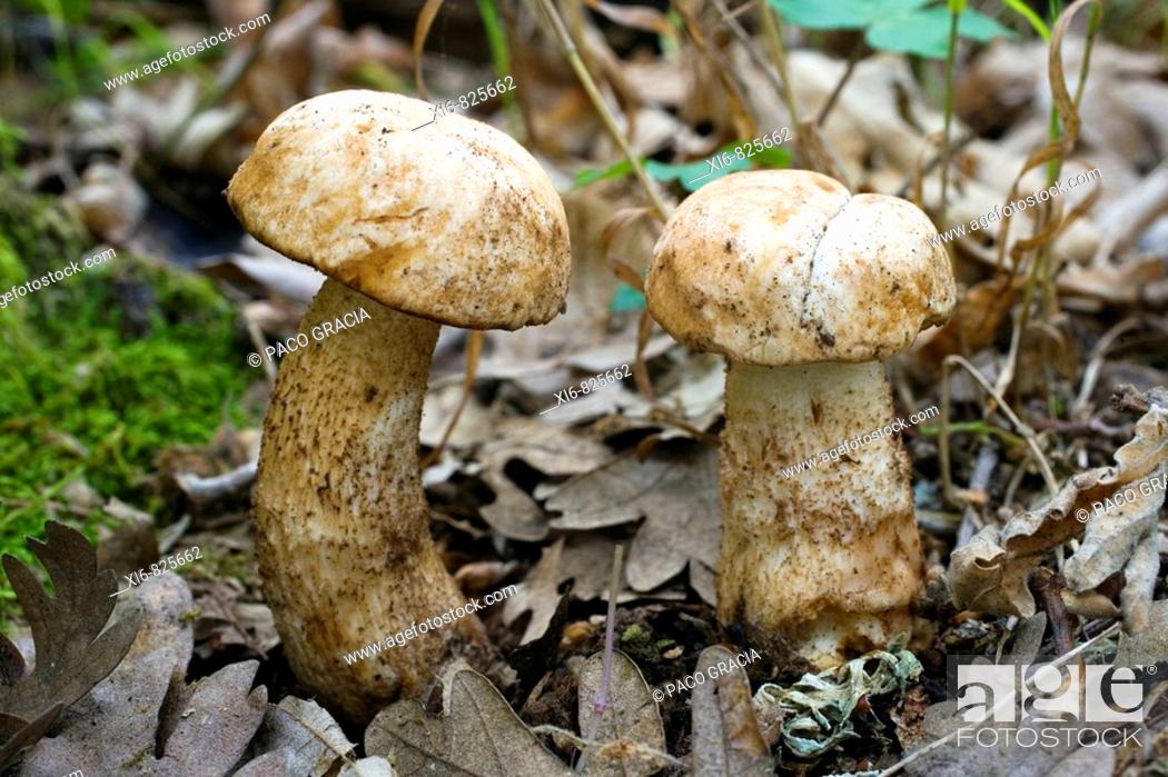 Stock Photo: Mushroom (Leccinum scabrum avellaneum). Riaza, Segovia, Spain.