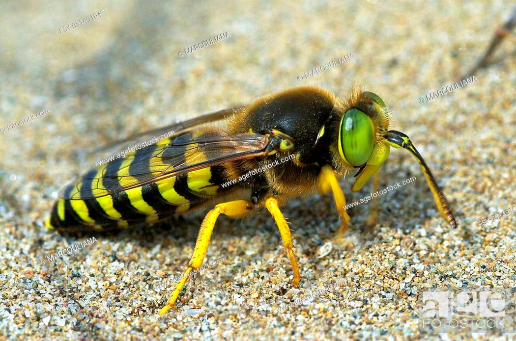 Stock Photo: sand wasp Bembix rostrata (Crabronidae).