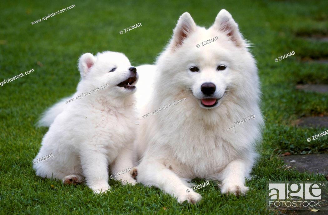 kugle Berygtet trofast Samoyed with 6 weeks old puppy / Samojede mit 6 Wochen altem Welpe /  [Tiere, animals, Stock Photo, Picture And Rights Managed Image. Pic.  ZON-21152 | agefotostock