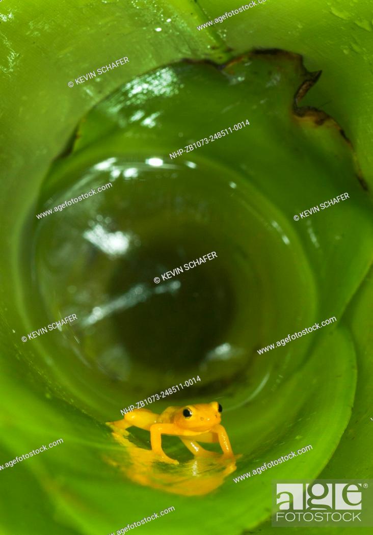 Stock Photo: Golden Rocket Frog (Anomaloglossus beebei), Endemic to giant tank bromeliad plants. Kaieteur Falls, Kaieteur National Park, Guyana.